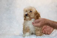 Ready Julian, a male Cockapoo and Poodle - Miniature  for sale in Memphis, TN – 9 of 10