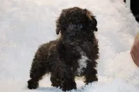 Ice Man Blue Eyed, a male Poodle - Toy  for sale in Memphis, TN – 3 of 10