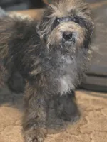 David Mini sized, a male Miniature Bernedoodle for sale in Memphis, TN – 3 of 9