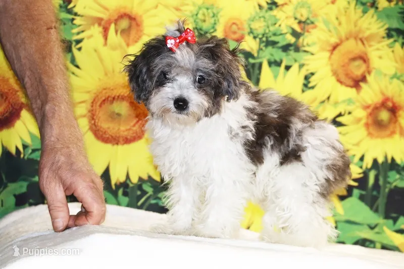 Ready toy Micro Birdie Bluemerle  – Miniature Goldendoodle puppy for sale in Memphis, TN