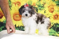 Ready toy Micro Birdie Bluemerle , a female Miniature Goldendoodle for sale in Memphis, TN – 1 of 10