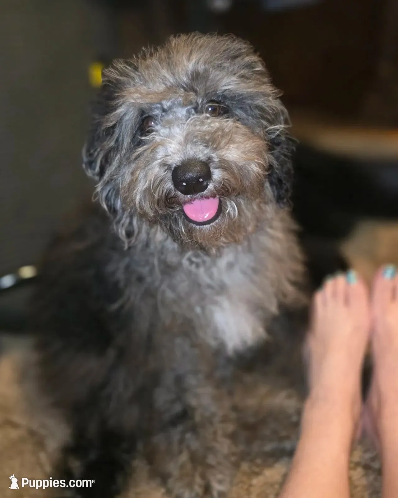 David Mini sized, a male Miniature Bernedoodle for sale in Memphis, TN – 5 of 9