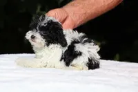 Bubbles Toy Micro , a female Miniature Goldendoodle for sale in Memphis, TN – 8 of 10