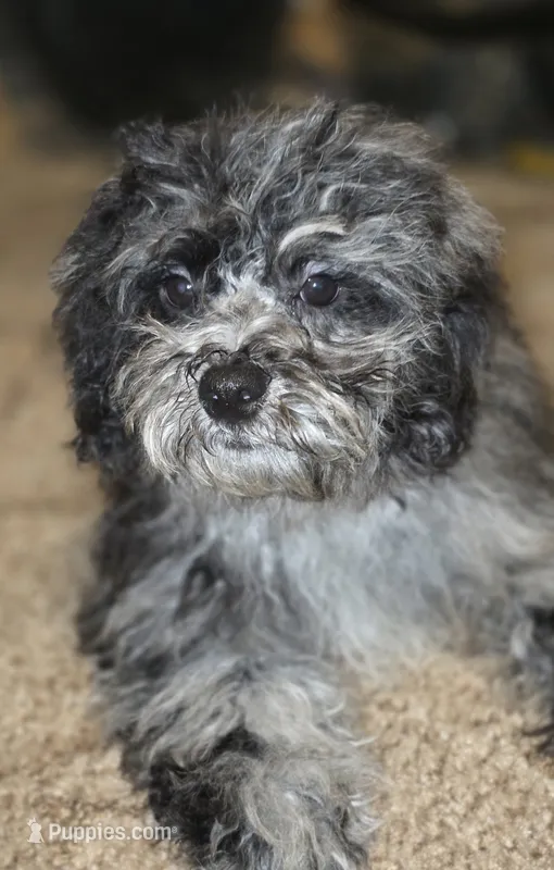 Daisy Blue Merle Wonderful coat – Shihpoo, Poodle - Toy  puppy for sale in Memphis, TN