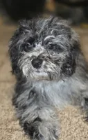 Daisy Blue Merle Wonderful coat, a female Shihpoo and Poodle - Toy  for sale in Memphis, TN – 1 of 8