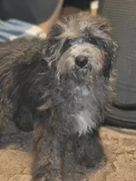 David Mini sized, a male Miniature Bernedoodle for sale in Memphis, TN – 6 of 9