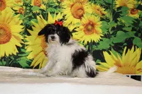 Ready Bubbles Toy Micro , a female Miniature Goldendoodle for sale in Memphis, TN – 2 of 9