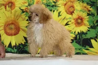 Pretzel Red/apricot Merle white , a male Poodle - Toy  for sale in Memphis, TN – 7 of 7