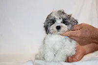 Alistair Blue eye Merle , a male Shihpoo and Poodle - Toy  for sale in Memphis, TN – 4 of 5