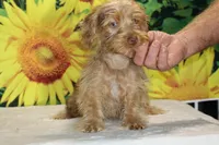 1 blue eye 1 green Chocolate merle , a male Yorkipoo for sale in Memphis, TN – 8 of 10