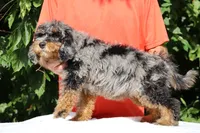 11-20# Gideon Phantom , a male Miniature Bernedoodle for sale in Memphis, TN – 6 of 9