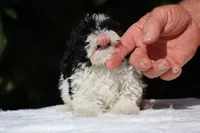 Bubbles Toy Micro , a female Miniature Goldendoodle for sale in Memphis, TN – 4 of 10