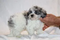 Alistair Blue eye Merle , a male Shihpoo and Poodle - Toy  for sale in Memphis, TN – 2 of 5