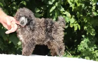 Ice Man Blue Eyed, a male Poodle - Miniature  for sale in Memphis, TN – 7 of 10