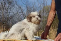 2 blue eyes Lavender Merle , a male Shihpoo and Poodle - Toy  for sale in Memphis, TN – 5 of 8
