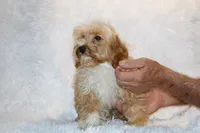 Ready Julian, a male Cockapoo and Poodle - Miniature  for sale in Memphis, TN – 4 of 10