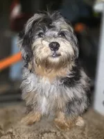 Phantom Merle Beauty , a female Shihpoo and Poodle - Toy  for sale in Memphis, TN – 2 of 8