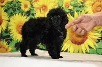 Pedro Toy Black , a male Poodle - Toy  for sale in Memphis, TN – 8 of 10