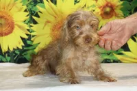 1 blue eye 1 green Chocolate merle , a male Yorkipoo for sale in Memphis, TN – 9 of 10