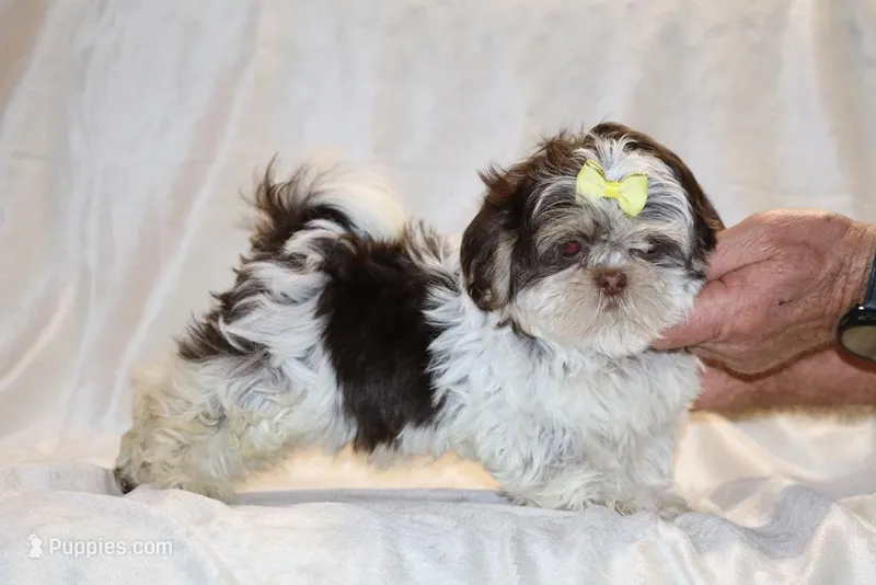Casia Choc Phantom Toy sized, a female Shih Tzu for sale in Memphis, TN – Photo 1 of 9