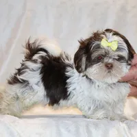  Chocolate Phantom Toy sized, a female Shih Tzu for sale in Memphis, TN – Photo 1 of 9