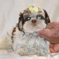  Chocolate Phantom Toy sized, a female Shih Tzu for sale in Memphis, TN – Photo 2 of 9