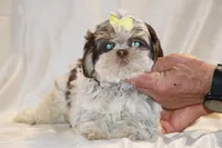 Casia Choc Phantom Toy sized, a female Shih Tzu for sale in Memphis, TN – Photo 2 of 9