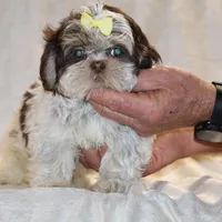  Chocolate Phantom Toy sized, a female Shih Tzu for sale in Memphis, TN – Photo 9 of 9