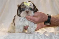 Casia Choc Phantom Toy sized, a female Shih Tzu for sale in Memphis, TN – Photo 9 of 9