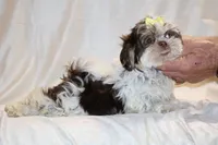 Casia Choc Phantom Toy sized, a female Shih Tzu for sale in Memphis, TN – Photo 5 of 9