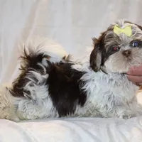  Chocolate Phantom Toy sized, a female Shih Tzu for sale in Memphis, TN – Photo 4 of 9