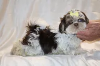 Casia Choc Phantom Toy sized, a female Shih Tzu for sale in Memphis, TN – Photo 4 of 9