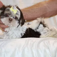  Chocolate Phantom Toy sized, a female Shih Tzu for sale in Memphis, TN – Photo 7 of 9