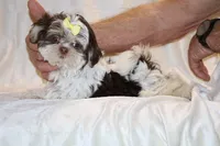 Casia Choc Phantom Toy sized, a female Shih Tzu for sale in Memphis, TN – Photo 7 of 9