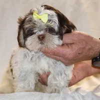  Chocolate Phantom Toy sized, a female Shih Tzu for sale in Memphis, TN – Photo 3 of 9