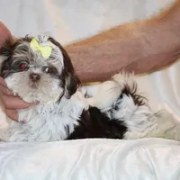  Chocolate Phantom Toy sized, a female Shih Tzu for sale in Memphis, TN – Photo 6 of 9