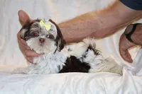 Casia Choc Phantom Toy sized, a female Shih Tzu for sale in Memphis, TN – Photo 6 of 9