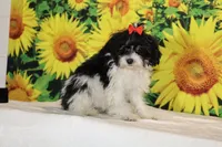 Ready Bubbles Toy Micro , a female Miniature Goldendoodle for sale in Memphis, TN – 7 of 9