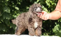 Ice Man Blue Eyed, a male Poodle - Miniature  for sale in Memphis, TN – 5 of 10
