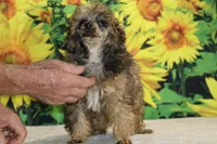 Marbles Sable merle white , a male Poodle - Toy  for sale in Memphis, TN – 5 of 10