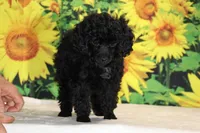 Pedro Toy Black , a male Poodle - Toy  for sale in Memphis, TN – 6 of 10