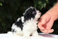 Bubbles Toy Micro , a female Miniature Goldendoodle for sale in Memphis, TN – 3 of 10