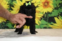 Melina Black Toy Beauty , a female Poodle - Toy  for sale in Memphis, TN – 4 of 10