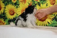 Ready Bubbles Toy Micro , a female Miniature Goldendoodle for sale in Memphis, TN – 3 of 9