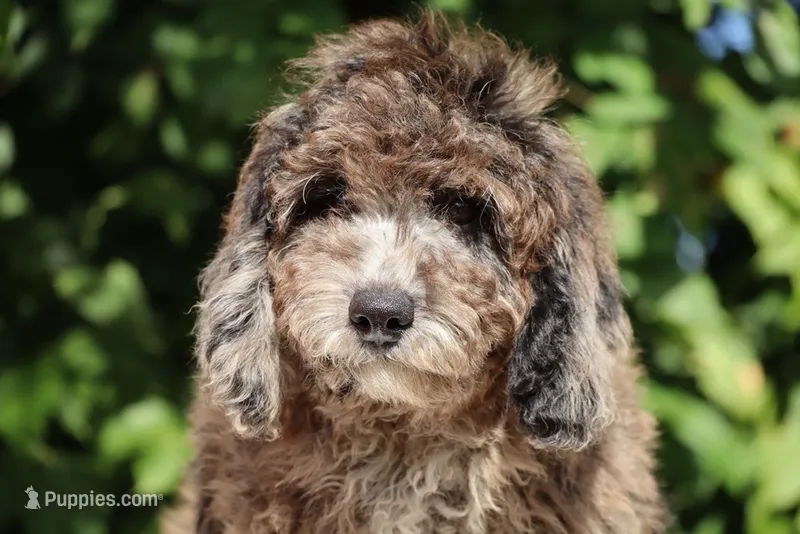 David Ready 11#-20# – Miniature Bernedoodle puppy for sale in Memphis, TN