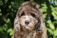 David Ready 11#-20#, a male Miniature Bernedoodle for sale in Memphis, TN – 6 of 9