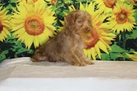1 blue eye 1 green Chocolate merle , a male Yorkipoo for sale in Memphis, TN – 5 of 10