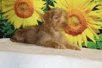1 blue eye 1 green Chocolate merle , a male Yorkipoo for sale in Memphis, TN – 2 of 10