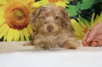 1 blue eye 1 green Chocolate merle , a male Yorkipoo for sale in Memphis, TN – 10 of 10