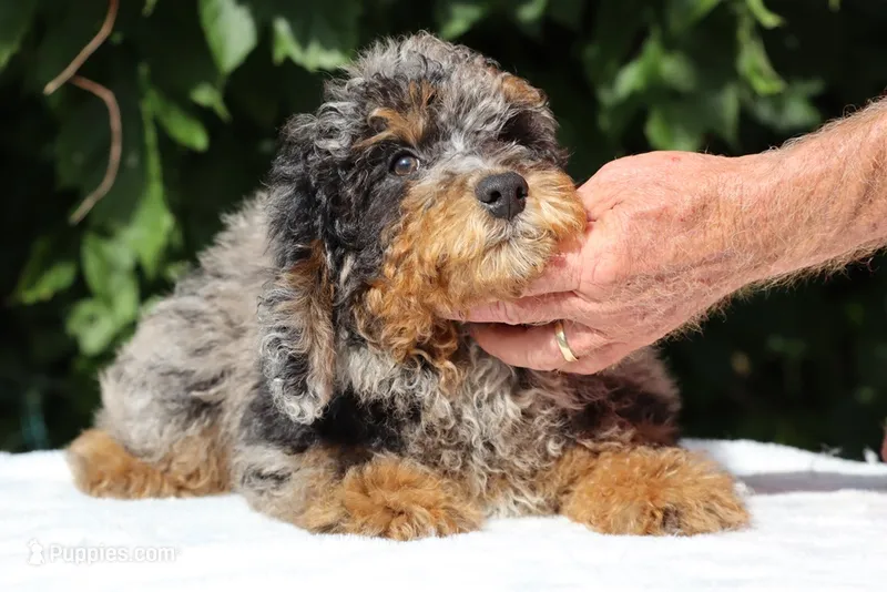 11-20# Gideon Phantom  – Miniature Bernedoodle puppy on hold in Memphis, TN